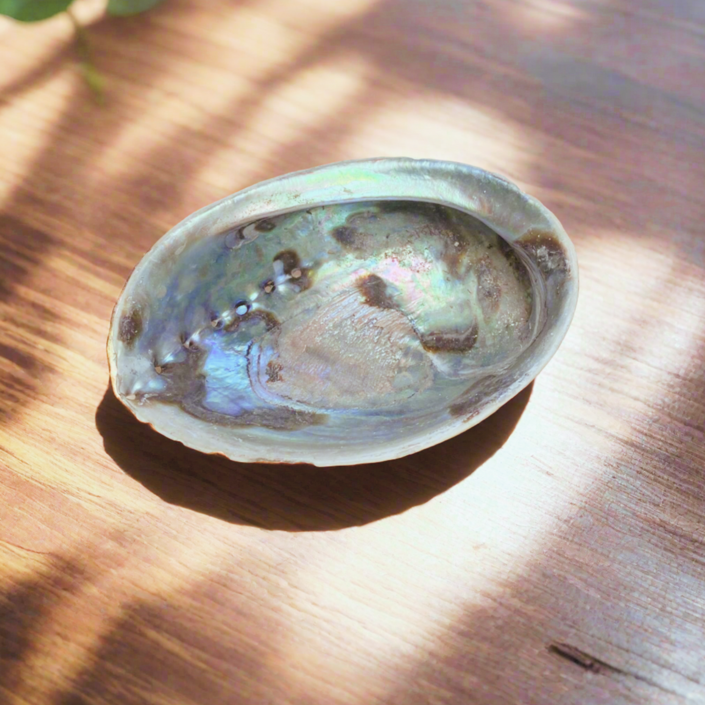 Abalone Shell