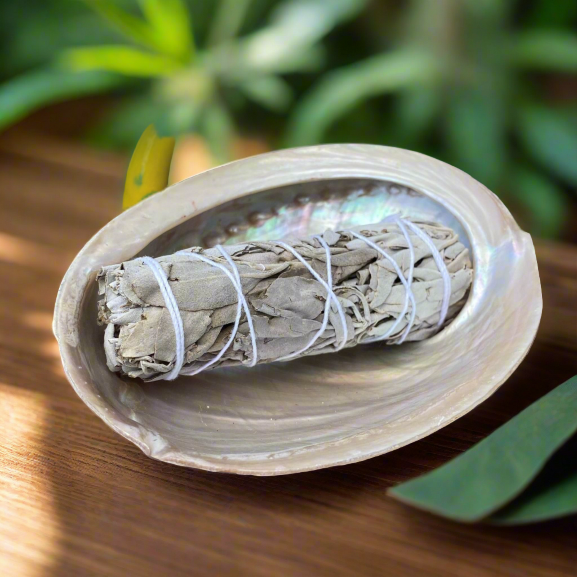 Abalone Shell with Sage Smudge Stick